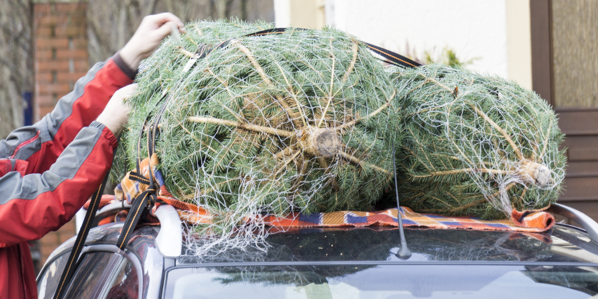 Photo of Christmas trees being secured on a car roof